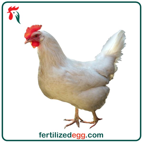 تخم نطفه دار مرغ نژاد هایلاین 